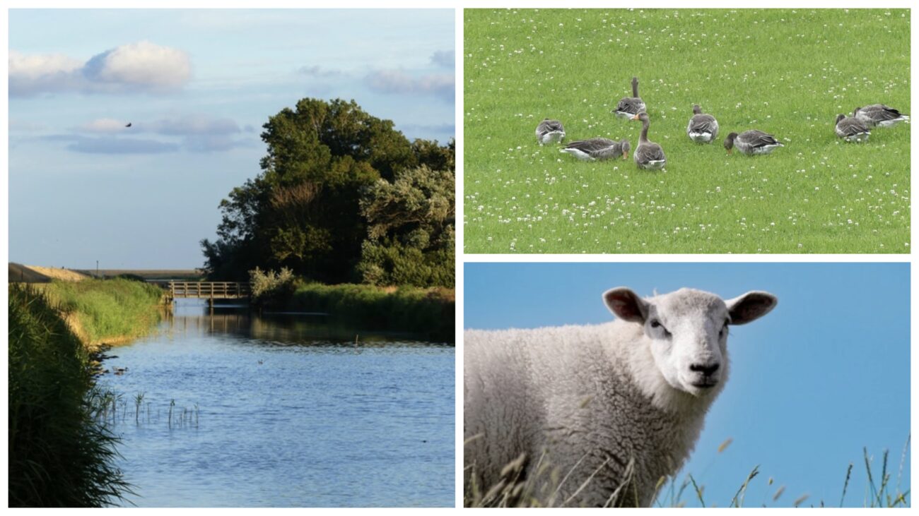 Stage « carnet&vélo à Texel »